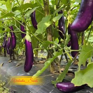[Virladia Seeds] Biji Benih tanaman Terong Ungu Panjang