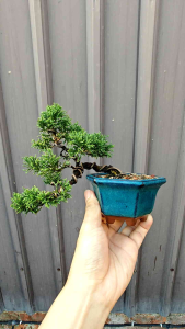 Japanese kishu itoigawa日本纪州真柏造型盆栽