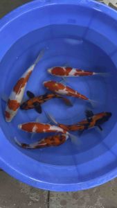 🇯🇵 Japan Koi Import 26-28cm | Momotaro Isa & Marusei Farm | 6pcs Combo + 1pc Free Sanke | Kohaku Showa Hi Utsuri Goshiki | Free Shipping