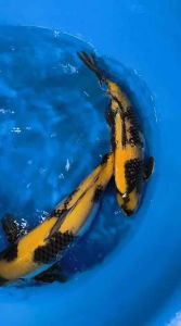 🇯🇵 Japan Marusei Farm Ki Utsuri 55cm / 46cm | Premium Japanese Koi | RM2800 Each | Shipping RM60