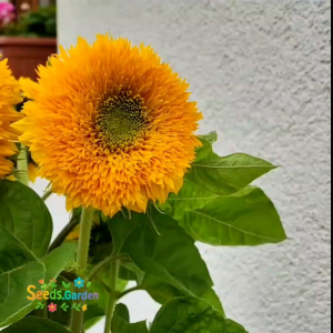 6 BUTIR BIJI/BENIH BUNGA MATAHARI TEDDY BEAR