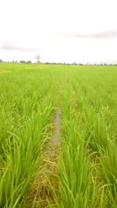 HERBISIDA SISTEMIX RENGGES 250 ML / HERBISIDA  HERBISIDA UNTUK TANAMAN PADI HERBISIDA UNTUK DAUN SEMPIT  HERBISIDA DAUN LEBARATASI GULMA BANDEL SAMPAI AKAR ATASI GULMA PADI