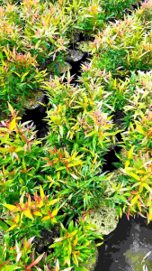 Tanaman Pucuk Merah: Tanaman Hias Dekorasi & Interior