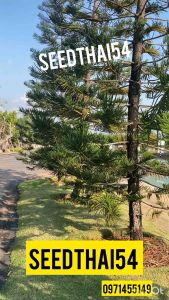 เมล็ดสนฉัตร20เมล็ด Norfolk island pine สนเมล็ดนำเข้า ‼️**ศึกษาวิธีเพาะได้ใน "รายละเอียดสินค้า" ***