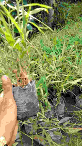 Bibit Jahe merah super genjah siap tanam - bibit jahe merah super unggul/bibit tanaman jahe merah/bibit jahe merah super jumbo/bibit jahe merah benih