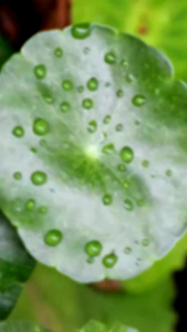 Glad2Glow Centella Salicylic Acid Acne Gel Cleanser 70ml: Facial Wash untuk Jerawat