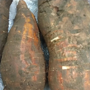 Singkong Racun  Sapi Kuru untuk obat kangker 1 kg  dan bisa mencegah   perontokan rambut harga lagi promo  waktunya Terbatas Obat Kanker Alami Vitamin D Untuk Kesehatan - Lazada