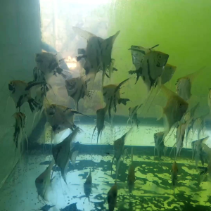 manfish 2 jari jenis mix paket 5 ekor
