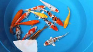 Japan Koi local breed Premium Grade 12pcs Combo offer at RM1388 ( size 6-9” )