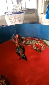 ไข่เชื่อไก่ชนพม่าม้าล่อรำวง เจ้าเทาสนั่น (มีคลิ๊ปแนวทาง)