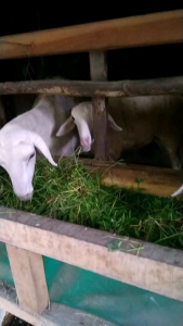 Molase Tetes Tebu Murni Kemasan 1kg Penambah Nafsu Makan Ternak