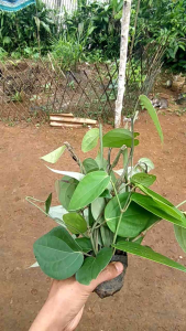 HARGA PROMO 15 pcs bibit stek batang lada perdu / merica beli 2 paket gratis 10 batang siap tanam