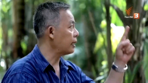 โปรฯ ต้นภูพานเฮพร้อมปลูก = 3 ต้น