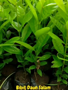 Bibit Tanaman Bumbu Daun Salam