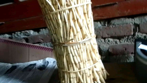 1 Kg Per Ikat Akar Alang-alang Segar Langsung Petik Herbal Alami By Rk Ramuan Herbal