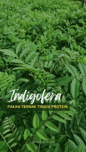 Benih Indigofera Super Pakan Ternak isi Banyak (-+1000 Biji)