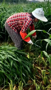 BENIH RUMPUT SUPER MOMBACA F1 PAKAN TERNAK (100 benih)