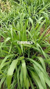 Benih Rumput Mombaca F1 Super Original Agrimax Repack(-+600biji)