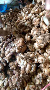 KENCUR TUA/KENCUR SEBLAK/ PRESSS SEGER BOSSKU 1KG