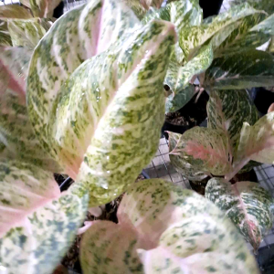 aglonema bidadari dewasa