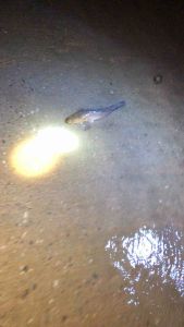 ถุงใส่ปลา 38x46 ซม. สีดำ ถุงซิป ถูกพร้อม ถูกถุงผ้าเขียว ขนาด 38x46 ซม