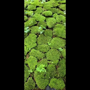 Rêu Miniffiss Dưỡng Xanh Đẹp(hộp 1 lớp) Trang Trí Tiểu Cảnh Hồ Cá Terrarium Chất Lượng Tự Nhiên