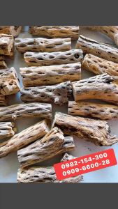 Lũa cholla loại dày cactus wood xương rồng staghorn đồ chơi trang trí cho bể cá tép cảnh