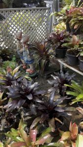 สับปะรดสีเท่ๆ น่าสะสม สีเข้มออกดำแซมลายเขียว ใบกว้าง 20 ซม. จัดส่งแบบถอดกระถาง