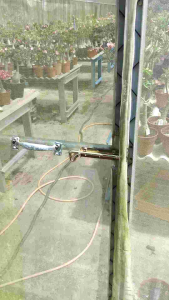 Mini Adenium Obesum Bonsai ID 39S 迷你富贵花