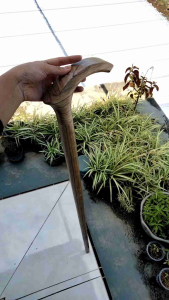 tongkat jalan kayu gaharu merah motif pipih D26