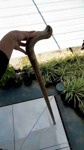 tongkat jalan kayu gaharu merah motif payung D27