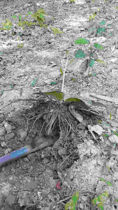 ต้นโด่ไม่รู่ล้ม ต้นถอนสด 5 ต้น