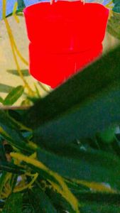 Cincin emas bangkok cop 916 persis ori