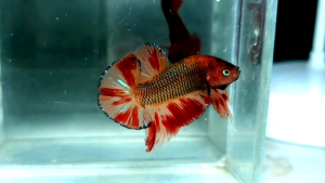 Amargeddon Vanda Halfmoon Plakat HMPK Betta Fish / Ikan Laga/ 斗鱼 (Not random fish）15