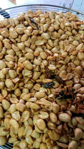 600ml kacang bawang goreng super renyah gurih kemasan toples tabung