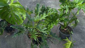 🌿 TLP ต้นไม้ประดับตกแต่งบ้านมอนสเตอร์ร่า ซานาดู ฟิโลมะละกอ