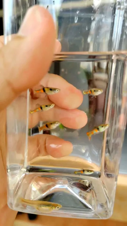 Variety Mix Endlers - 6 Breeding Pairs + Extras (17+ Fish) Free Shipping