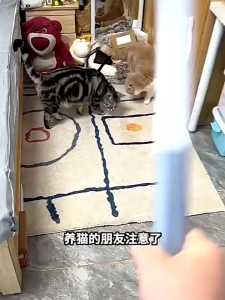 [SG]🚚 Cat hair cleaner hair removal brush dog hair suction scraping cat sticky hair removal for carpet bed hair remover