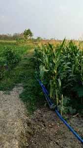 Benih Bibit Jagung Hibrida NK Perkasa Sumo & Betras 9 Adv Pioner