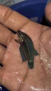 แม่พันธุ์หม้อหน้าเขียวแท้100% พร้อมรัด ชุดเก่ง