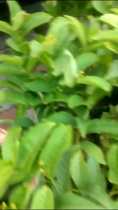 Bibit Tanaman Jambu Kancing & Cangkok Siap Berbuah