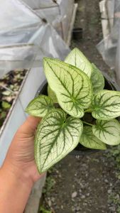 บอนสี ดอนเจดีย์ (กระถาง 5 นิ้ว)