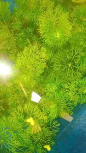 CABOMBA PLANTS - Green aquatic plant aquarium decoration with fish and hand for scale.