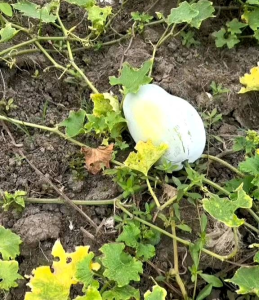 (KEMASAN PREMIUM) BIJI/BENIH LABU BEDAK | KUNDUR