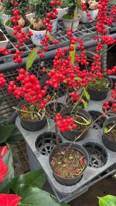 ต้นวินเทอร์เบอร์รี (Winterberry) หรือ Ilex verticillata ซึ่งเป็นพืชในตระกูลฮอลลี (Holly) เช่นเดียวกับ Ilex serrata        วินเทอร์เบอร์รีเป็นไม้พุ่มผลัดใบที่มีถิ่นกำเนิดในทวีปอเมริกาเหนือ  ลักษณะเด่นของต้นไม้ชนิดนี้คือผลเบอร์รีสีแดงสดใสที่ติดอยู่บนกิ่งก้า
