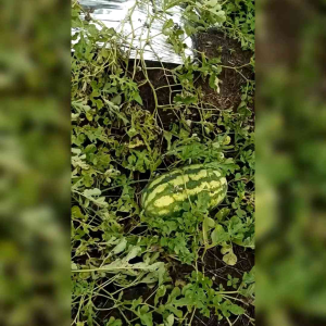 10 BIJI BENIH SEMANGKA HIBRIDA MERAH LONJONG/GAJAH