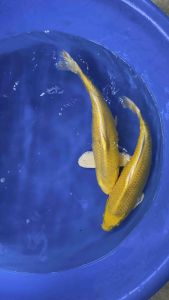 Japan Yamabuki Ogon 35cm from Tani Farm 1288 per koi