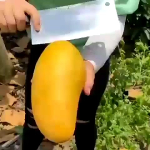 Bibit Buah Mangga Kiojay Super 70 Cm