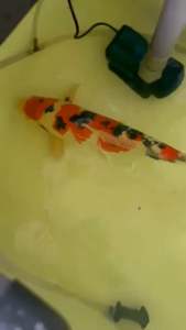 JAPAN MOMOTARO SANKE JUMBO 61cm at 6800 free shipping