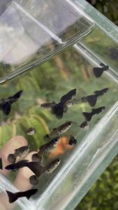 Guppy blue head moskow 1pair